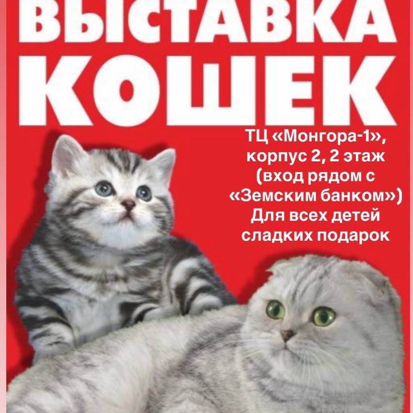 ❗17-18 января с 10:00 до 18:00 выставка домашних кошек в Сызрани!
